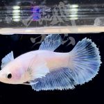 betta290