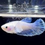 betta290