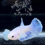 betta290