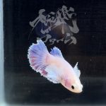betta291