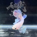 betta291