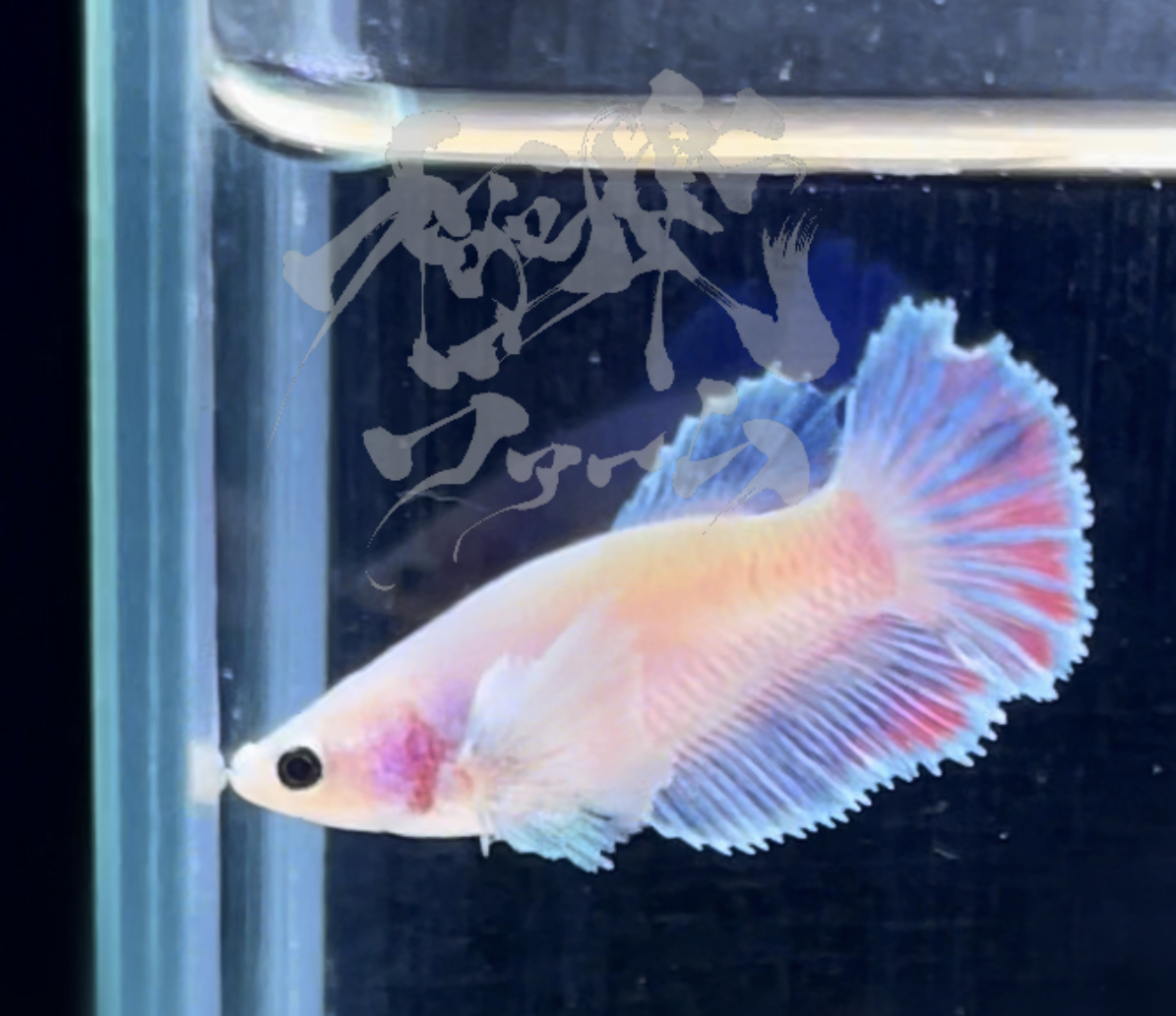 betta291