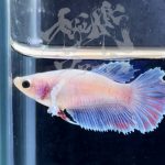 betta291