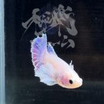 betta291