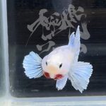 betta292