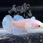 betta292