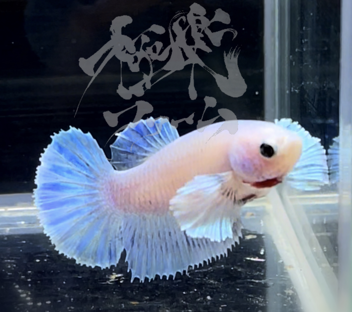 betta292
