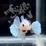 betta292