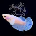 betta292