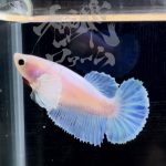betta292