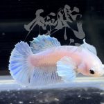 betta292