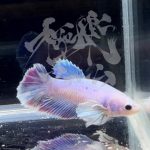 betta293