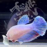 betta293