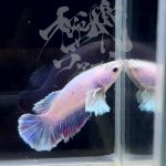 betta293