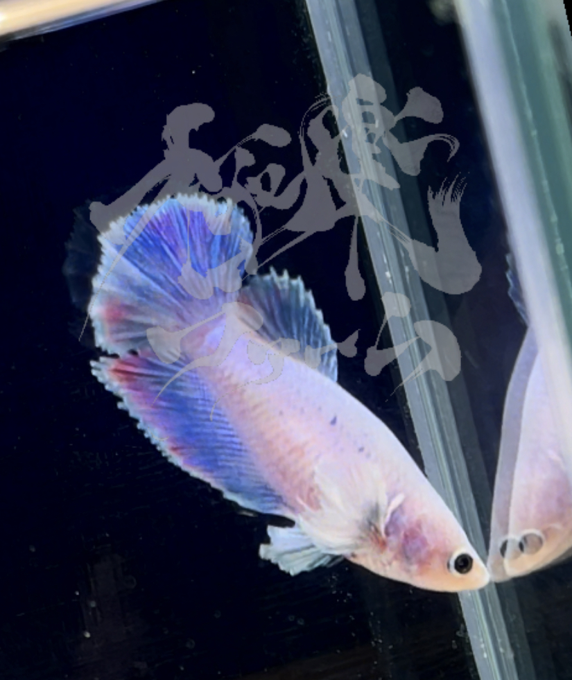 betta293