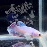 betta293