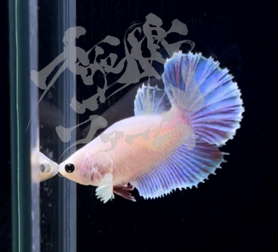 betta294