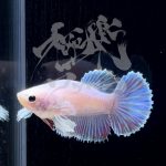 betta294