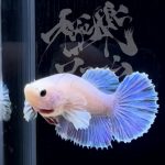 betta294