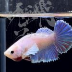betta294
