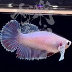 betta294