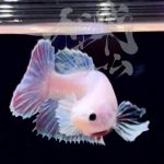 betta294