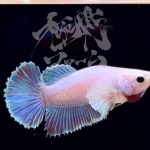 betta294