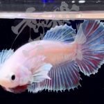 betta294
