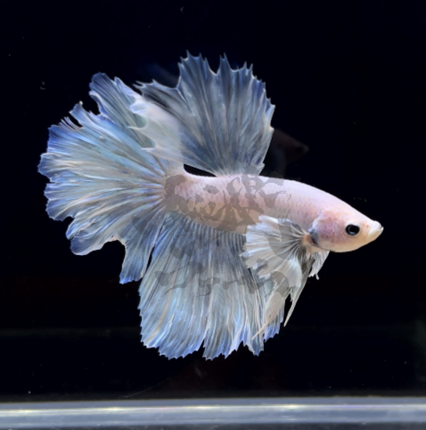 betta297
