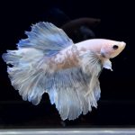 betta297