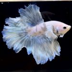 betta297