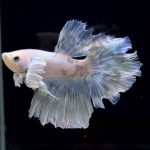 betta297