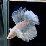 betta297