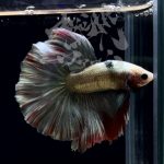 betta305