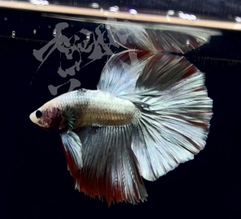 betta305