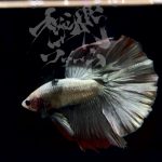 betta305
