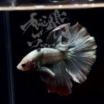 betta305