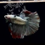 betta305