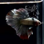betta305
