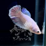 betta298