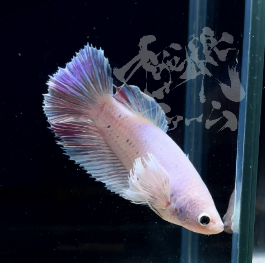 betta298