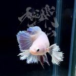 betta298