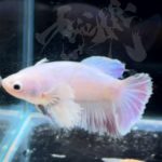 betta298