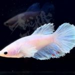 betta299