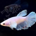 betta299