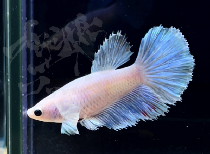 betta299