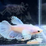 betta299