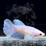betta299