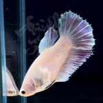 betta298
