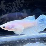 betta300